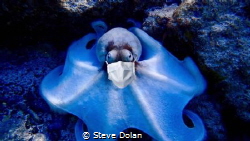 Octopus taken in St. Thomas. Mask used  in case a school ... by Steve Dolan 